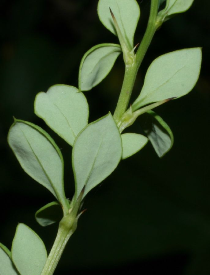 Berberidaceae Berberis thunbergii