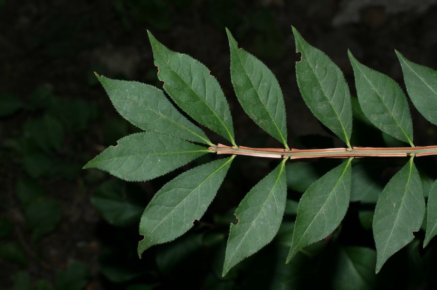 Celastraceae Euonymus alata