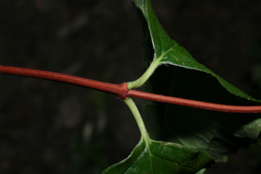 Hydrangeaceae Philadelphus coronarius