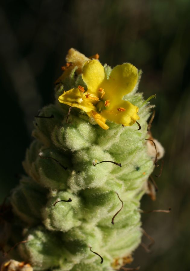 Scrophulariaceae Verbascum thaspus