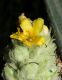 image of Verbascum thaspus