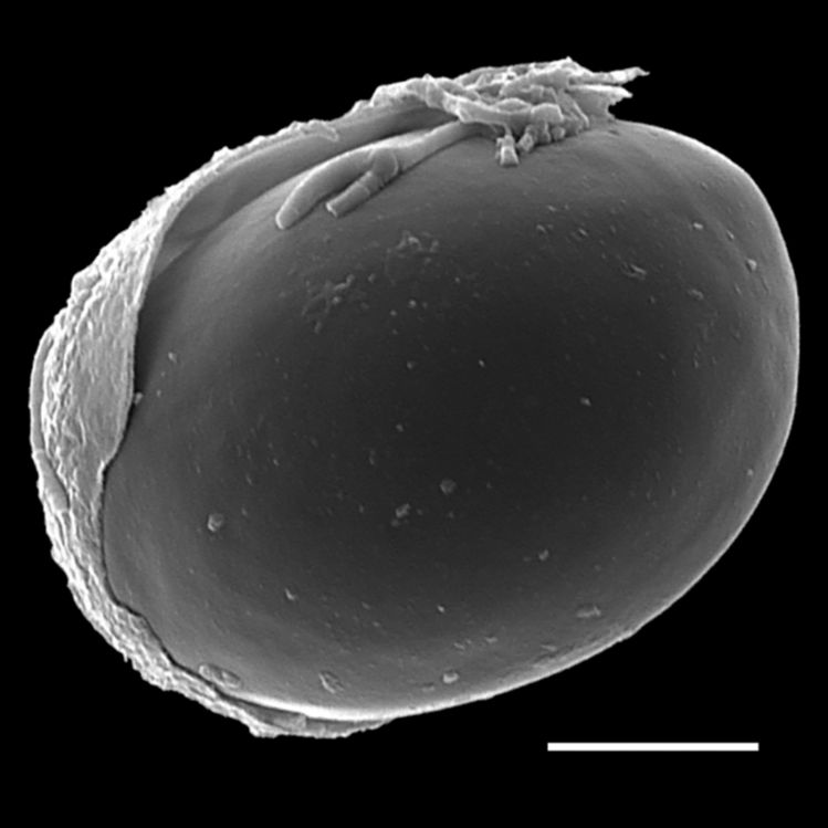 Blechnaceae Oceaniopteris cartilaginea