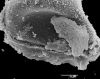 image of Parablechnum schiedeanum