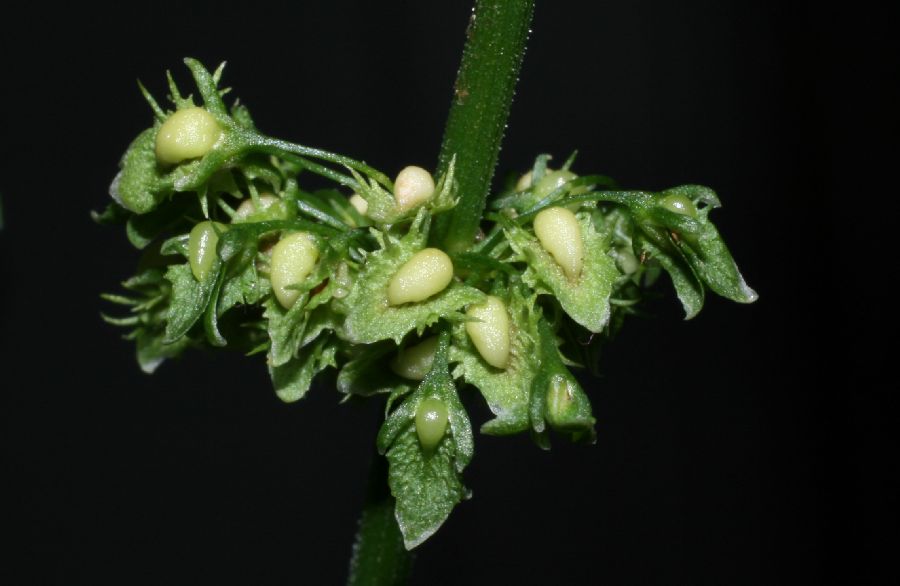 Polygonaceae Rumex obtusifolius