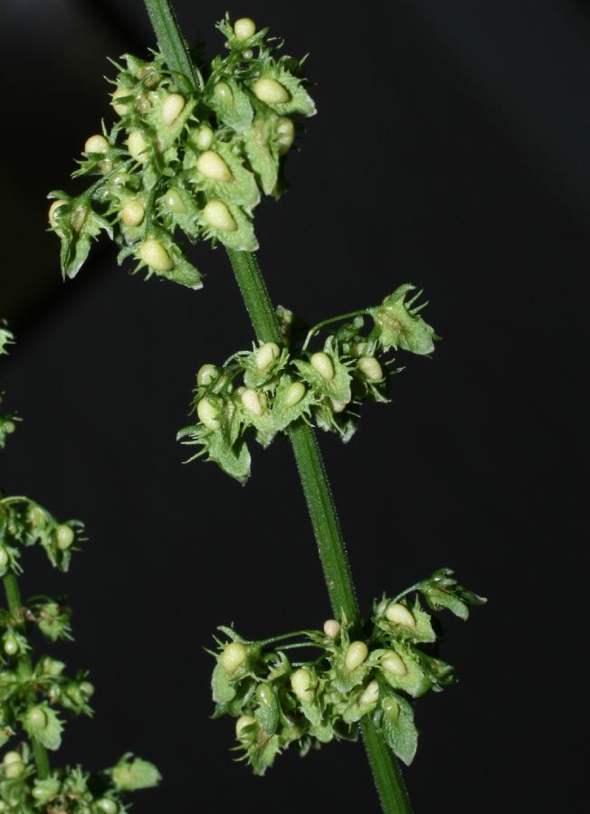 Polygonaceae Rumex obtusifolius