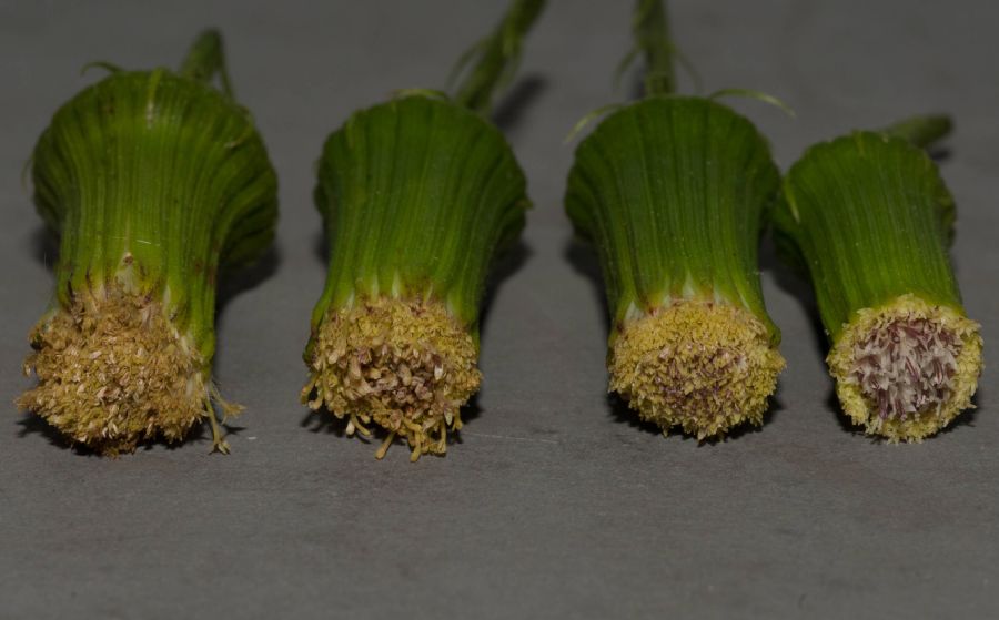 Asteraceae Erechtites hieracifolius