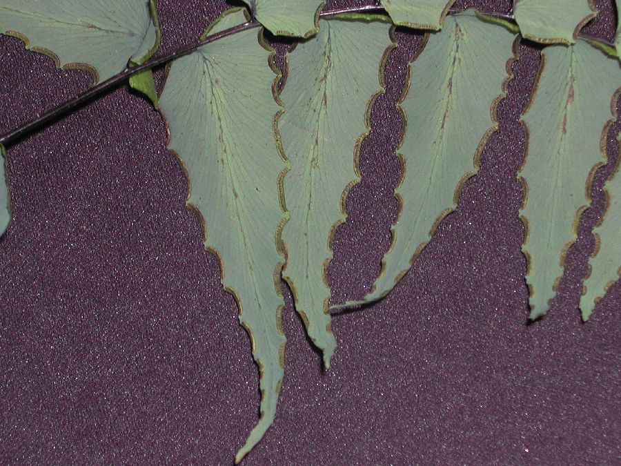 Pteridaceae Adiantum petiolatum