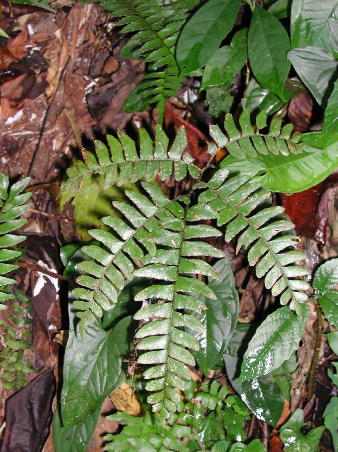 Pteridaceae Adiantum obliquum