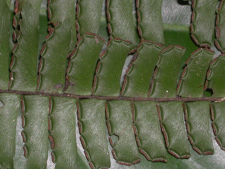 Pteridaceae Adiantum tetraphyllum