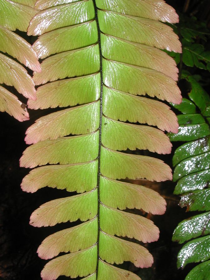 Pteridaceae Adiantum urophyllum