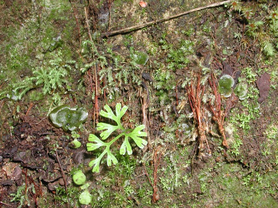 Pteridaceae Anogramma leptophylla