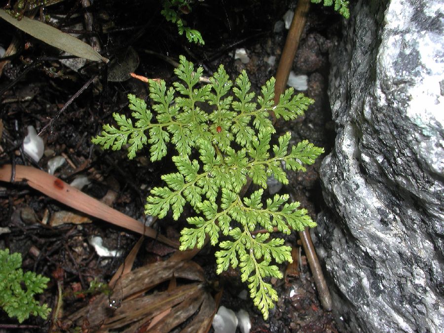 Pteridaceae Aspidotis californica
