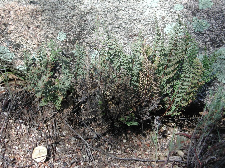 Pteridaceae Pellaea mucronata