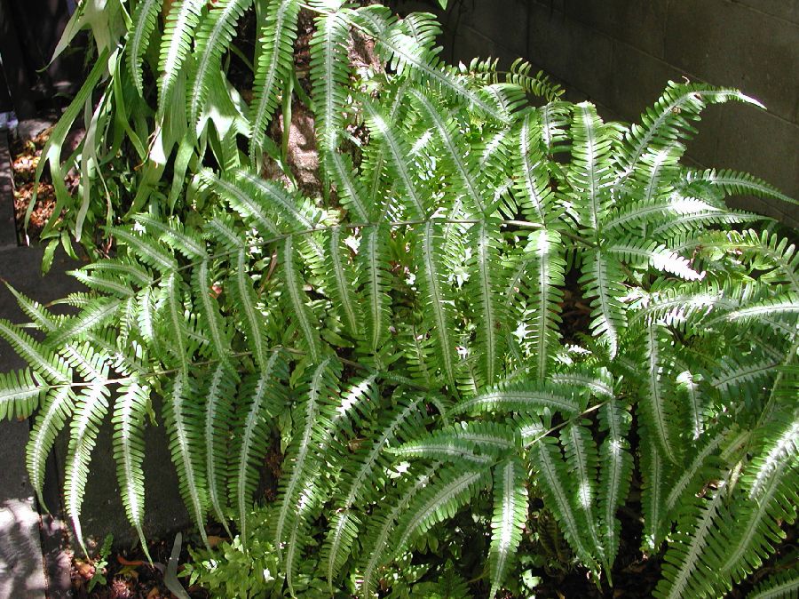Pteridaceae Pteris argyraea