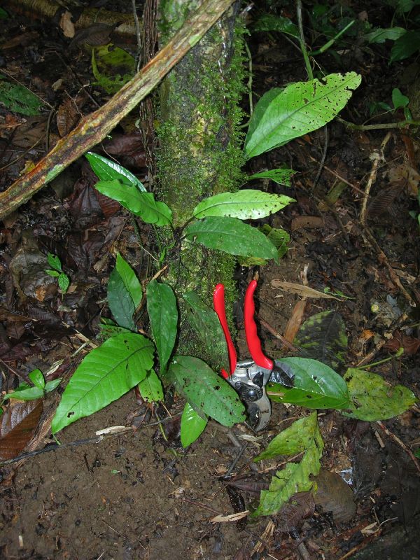 Lomariopsidaceae Mickelia nicotianifolia