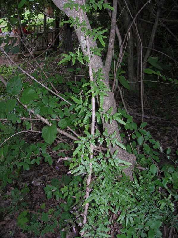 Lygodiaceae Lygodium venustum