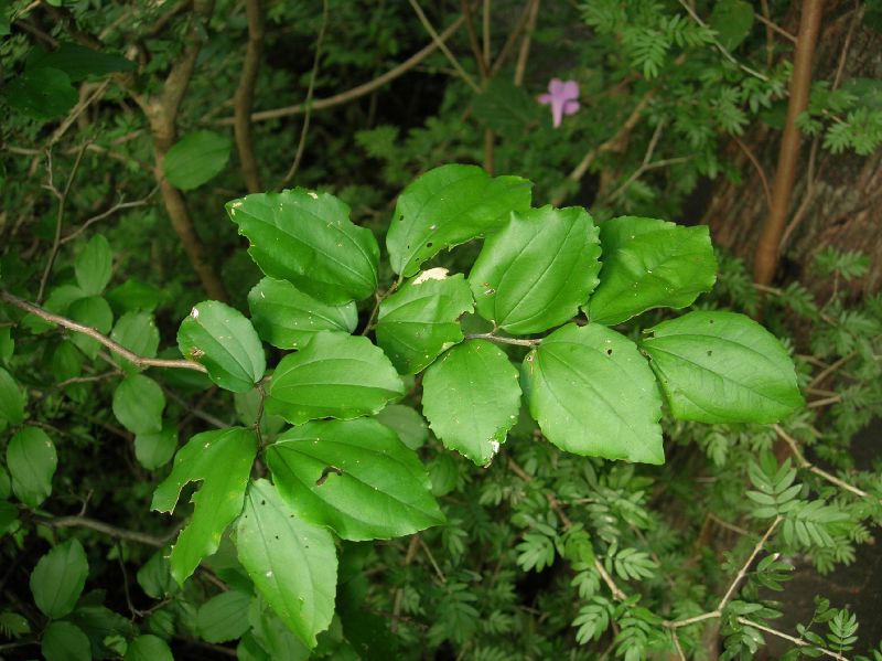 Rhamnaceae Ziziphus guatemalensis
