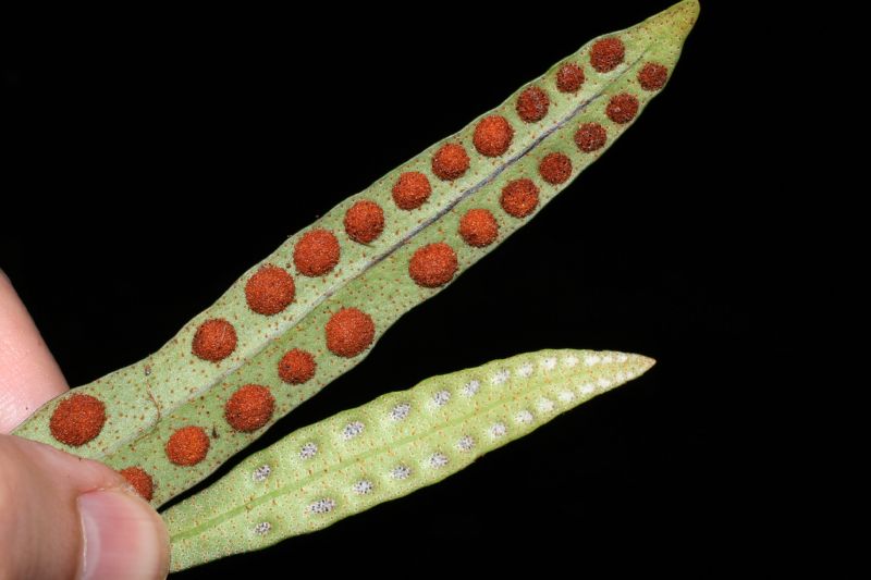 Polypodiaceae Pleopeltis macrocarpa