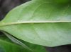image of Conocarpus erectus