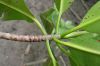 image of Rhizophora mangle