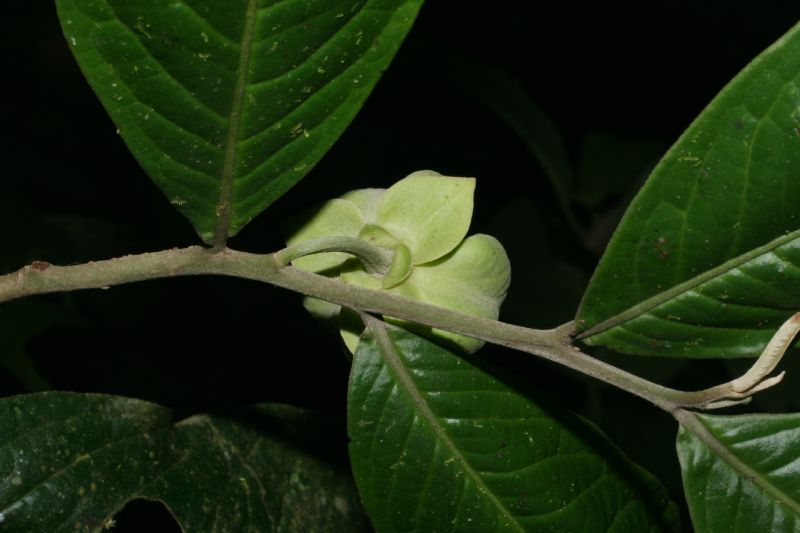 Annonaceae Cymbopetalum costaricense
