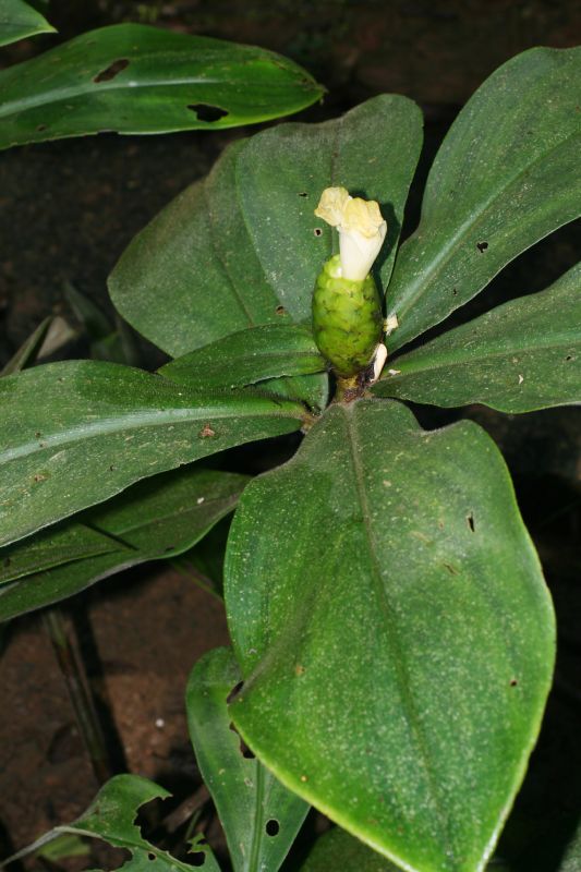 Costaceae Costus malortieanus