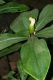 image of Costus malortieanus