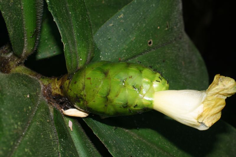 Costaceae Costus malortieanus