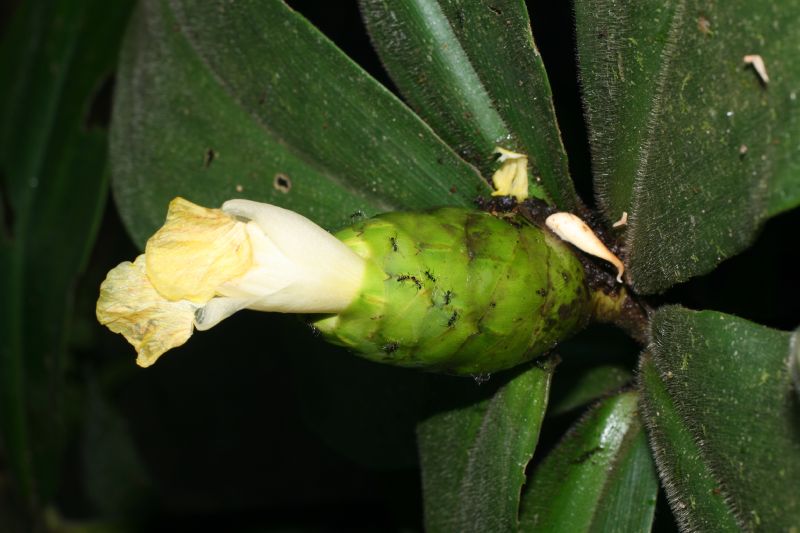 Costaceae Costus malortieanus