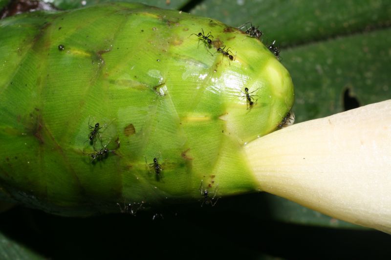 Costaceae Costus malortieanus