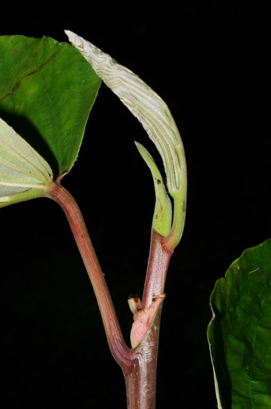 Urticaceae Coussapoa nymphaeifolia