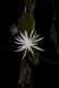 image of Epiphyllum hookeri