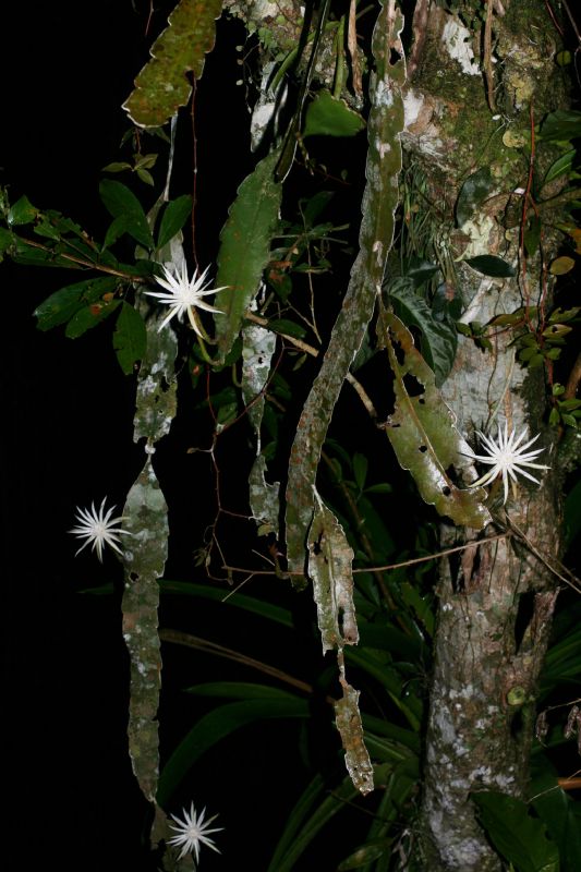 Cactaceae Epiphyllum hookeri