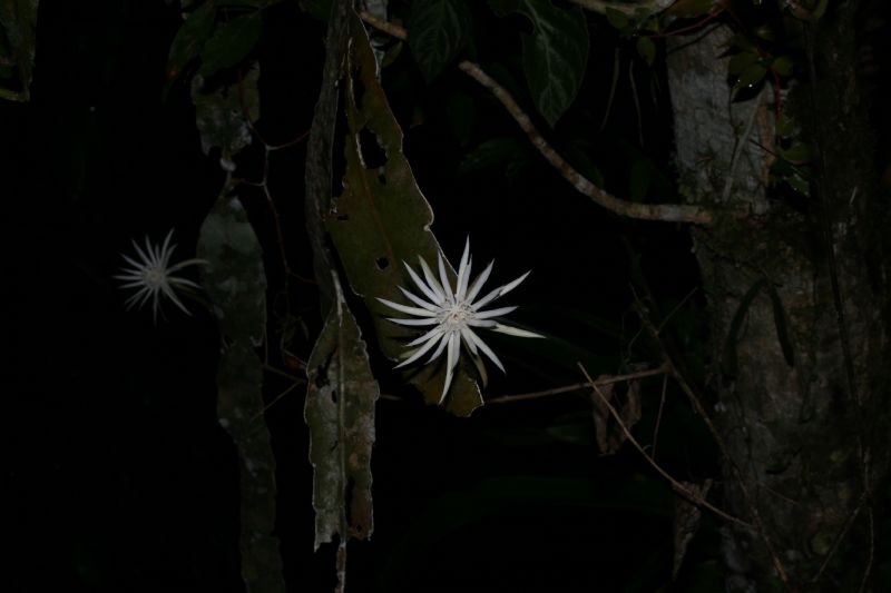 Cactaceae Epiphyllum hookeri