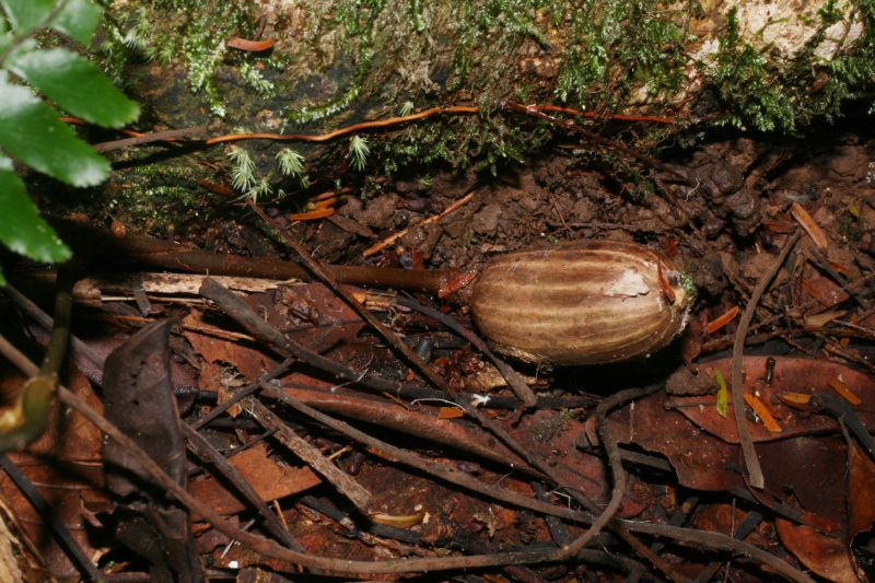 Gnetaceae Gnetum leyboldii