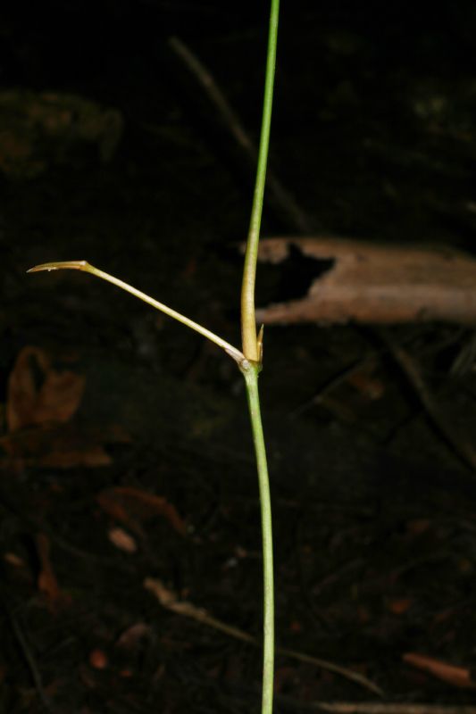 Gnetaceae Gnetum leyboldii