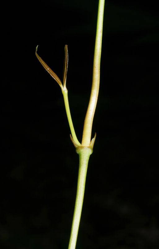 Gnetaceae Gnetum leyboldii