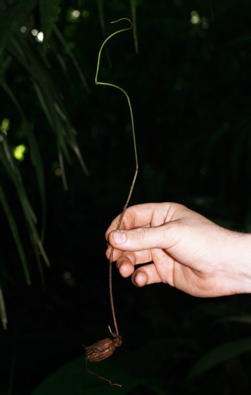 Gnetaceae Gnetum leyboldii