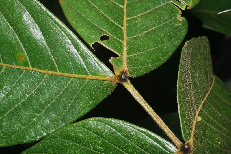 Fabaceae Inga edulis
