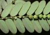 image of Phyllanthus amarus