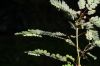 image of Phyllanthus amarus