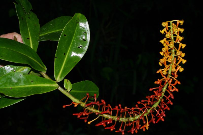 Marcgraviaceae Souroubea gilgii