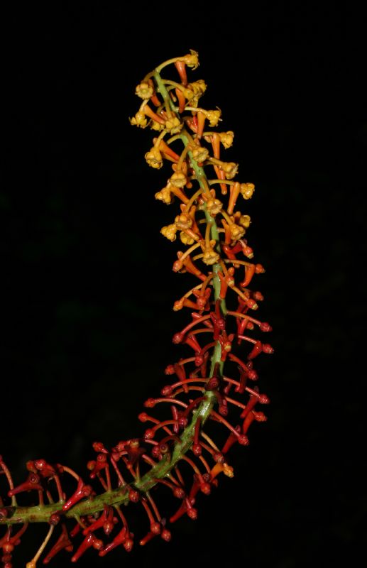 Marcgraviaceae Souroubea gilgii