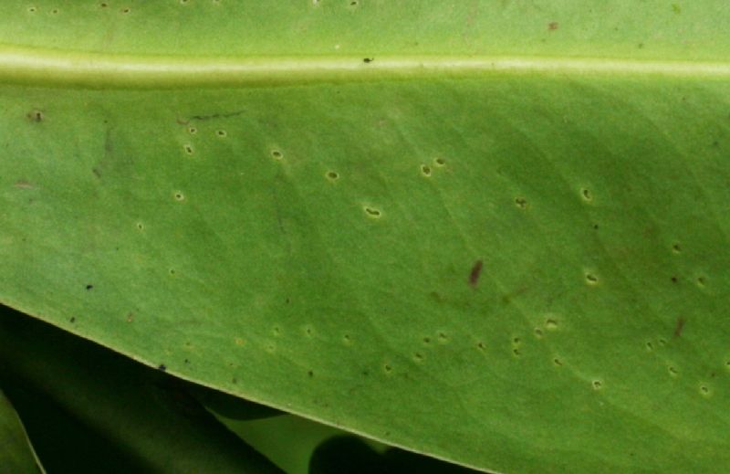 Marcgraviaceae Souroubea gilgii