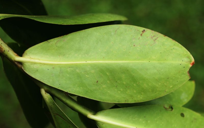 Marcgraviaceae Souroubea gilgii