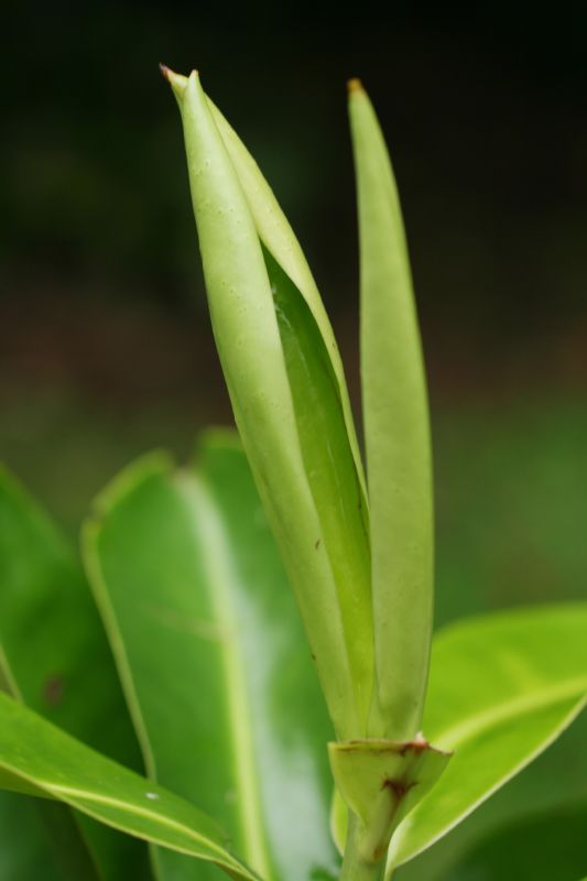 Marcgraviaceae Souroubea gilgii