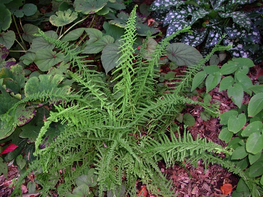 Athyriaceae Athyrium filiix-femina