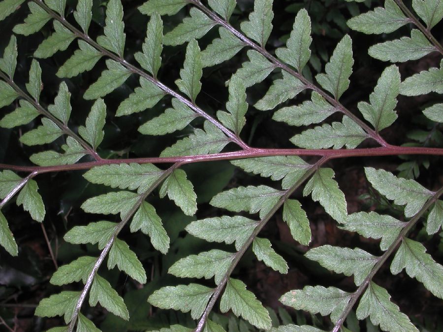 Athyriaceae Athyrium otophorum