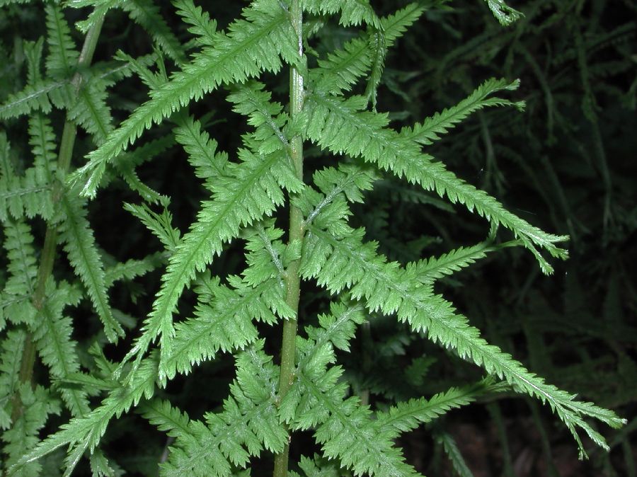 Athyriaceae Athyrium filiix-femina