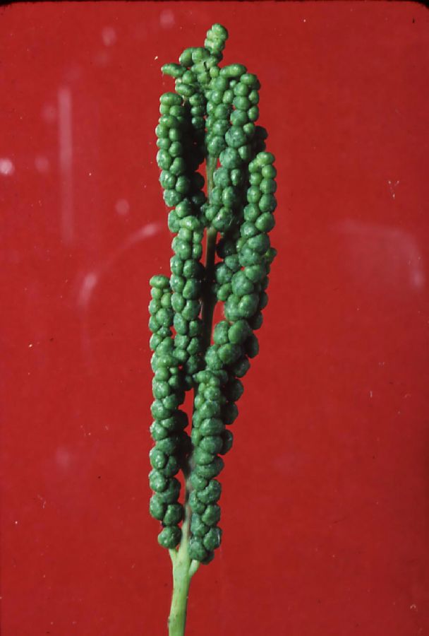 Onocleaceae Onoclea sensibilis